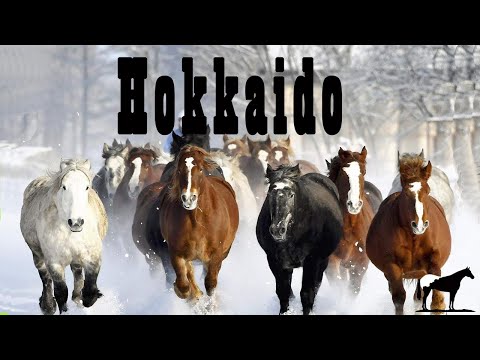 Japón Y Sus Caballos Extremos 🐴-Del Cerro Soy