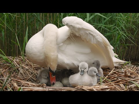 Swan Reveals 7 Tiny Cygnets | 4K | Discover Wildlife | Robert E Fuller