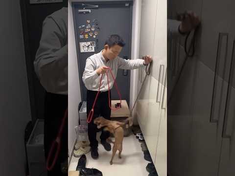 목줄하면 입질하는 강아지 행동교정법