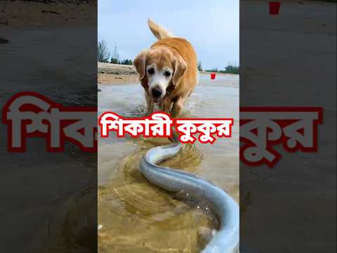 শিকারী কুকুর ১ম পর্ব | Super Dog | #funny #comedy #foryou #trending #viralshort #viralvideo #shorts