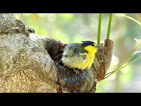 布洛灣鳥兒洗澎澎 - YouTube(2分39秒)