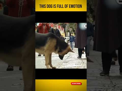This Dog Is Full Of Emotion #shorts #BecoverInfo