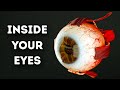 Exploring the Intricacies of the Human Eye