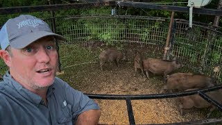 Hog Invasion Stopped! Wild Hogs Wrecking Yard CAUGHT! Fed Family. 