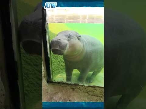 Surprising Secrets of Hippopotamus Sleep Underwater Revealed ??