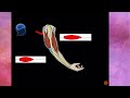 Muscle Types and Functions