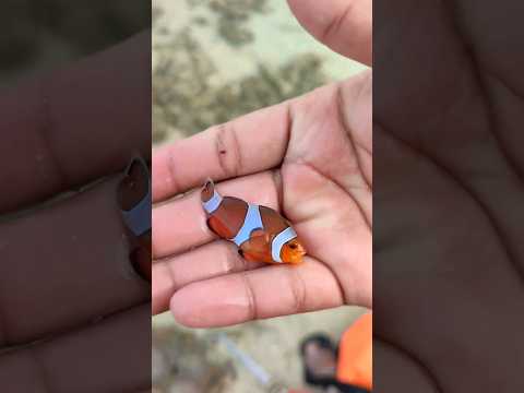 Berburu Kepiting, Kerang Besar, ikan nemo#fyp #shorts #bolang #petualangan #laut #ikannemo
