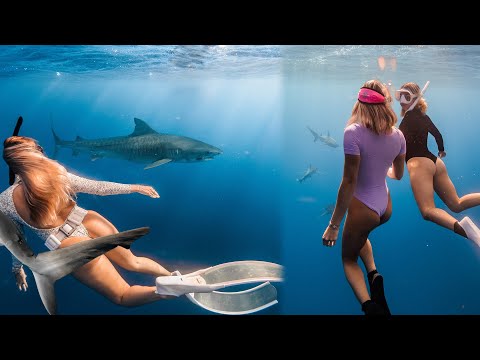 This took years... [Tiger Shark Swim VLOG]