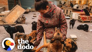 Couple Stays Behind In Ukraine To Care For Everyone's Pets | The Dodo