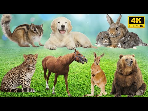 Explore Animal Kingdom: Squirrel, Dog, Rabbit, Leopard, Horse, Kangaroo, Bear  – Animal Sounds