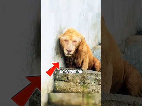 THE LION WHO NEVER FORGOT HIS SAVIOR