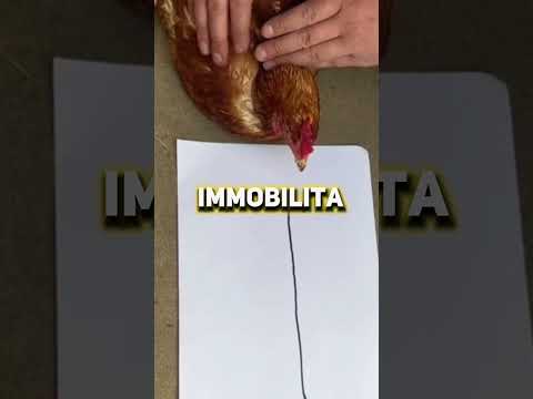 GALLINE bloccate da una LINEA!?? - #shorts #virale #curiosità