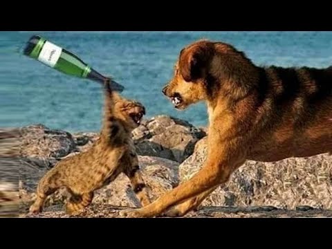 इन जानवरों के कारनामे देखकर आपके भी तोते उड़ जायेंगे | Funny Animal Moments Caught On Camera Part 27