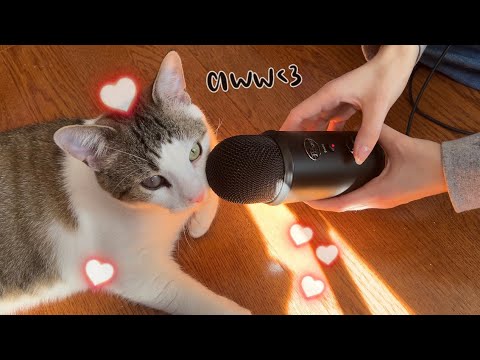 Cat ASMR for 3 Minutes 🎤🐈 My Cat Is Made of Plastic