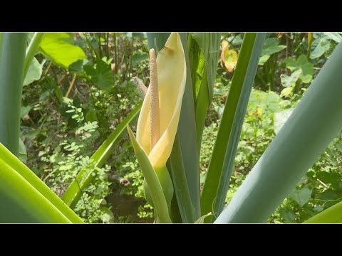 সুবিশাল কচু গাছে ফুল ফুটেছে Kochu Gach