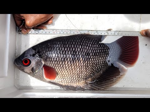 Big size Aquarium tank fish pond giant gourami sin Udupi Mangalore Karnataka aquarium fish vlog