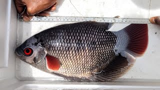 Big size Aquarium tank fish pond giant gourami sin Udupi Mangalore Karnataka aquarium fish vlog