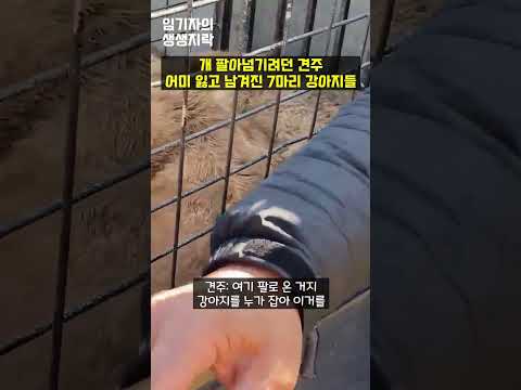 어미 잃은 강아지 7마리의 운명