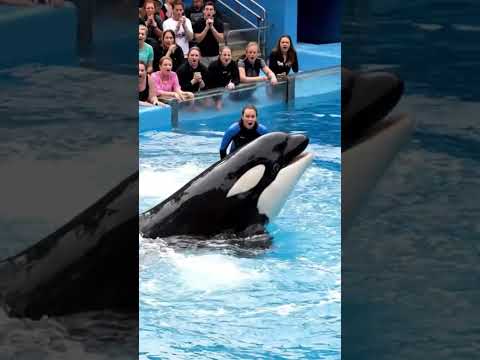 تصرف غير طبيعي من الأوركا يربك المدربة 👩‍🦱🐳