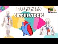 Sistema Circulatorio y Funciones del Corazón