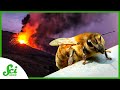 Bees and Their Survival Strategies