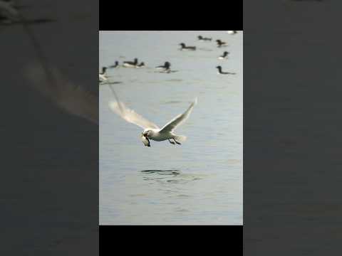 #wildlife #animals #travel #shortsvideo #nature