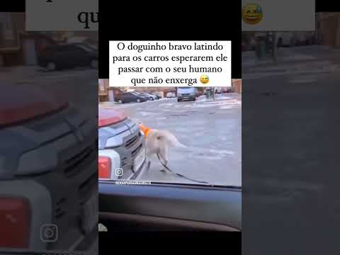 Amigo fiel. #cãoguia #cachorro #dog #condutor #amigofiel #cães #melhoramigodohomem