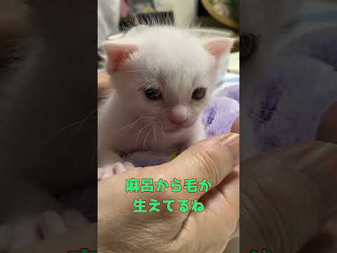 ミルクを大量に飲んで満足気な顔をする赤ちゃん猫集