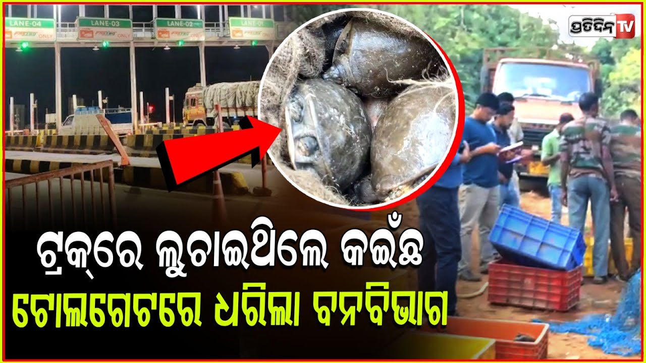 ଆନ୍ଧ୍ରରୁ ପଶ୍ଚିମବଙ୍ଗ ହେଉଥିଲା କଇଁଛର ଚୋରାଚାଲାଣ,ଜବତ କଲା ବନବିଭାଗ | Truck Carrying turtles seized,BBSR.