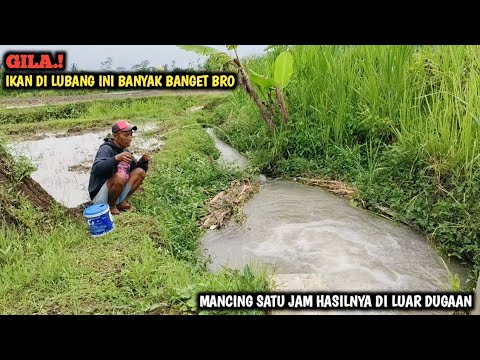 YA TUHAN.!! SPOT SEKECIL INI IKANNYA BANYAK BANGET || MANCING DI TENGAH SAWAH AUTO PANEN IKAN