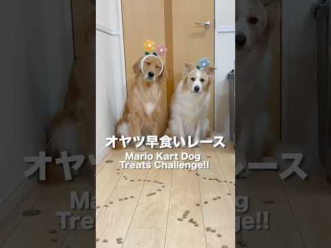 犬の性格がわかる！オヤツ早食い競争の面白さと行動の特徴 サムネイル