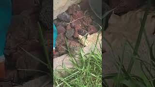 FIGHT BETWEEN A MOUSE AND A SPIDER