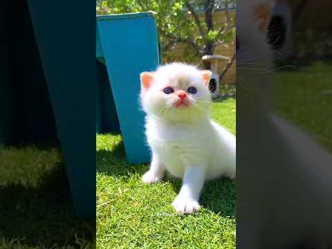 Do you want a cute kitten ?❓️