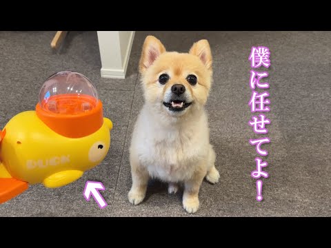 話題の知育おもちゃに挑戦するポメラニアンが可愛過ぎました…笑