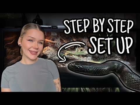 The ULTIMATE Kingsnake Enclosure | Step by Step Bioactive