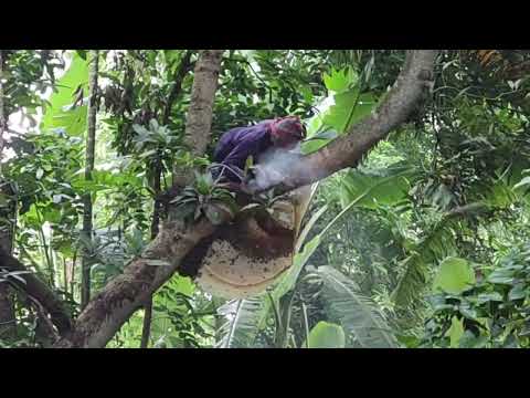 আলহামদুলিল্লাহ গ্রাম অঞ্চলের মৌ'চাক ভাঙতে চলে আসলাম!🍯🥰 01775316285