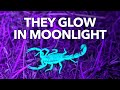 Scorpion Behavior and Light Detection
