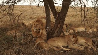 Weltreise: Tansania (Teil 2) - Serengeti Nationalpark, Wilde Löwen und Babygeparden - Vlog 22