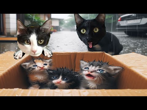 24 HORAS CUIDANDO A UN BEBÉ GATITO PERDIDO EN FAMILIA / Videos de gatos graciosos Luna y Estrella