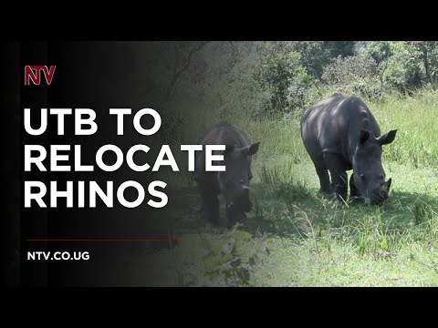 YouTube video thumbnail: Tourism Board Seeks $10 Million for Rhino Transfer