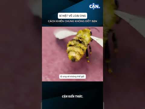 CÁCH KHIẾN LOÀI ONG KHÔNG ĐỐT BẠN #xuhuong #shorts #viral #khampha #kienthuc #cothebanchuabiet
