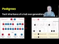 Pedigree Analysis and Genetic Traits