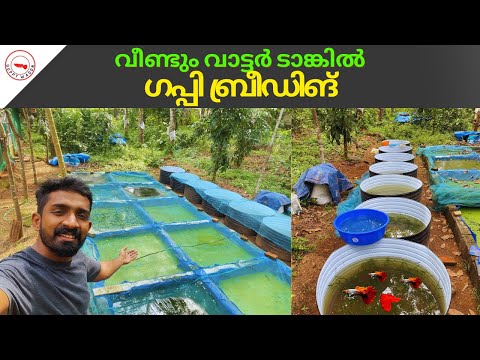വീണ്ടും വാട്ടർ ടാങ്കിൽ ഗപ്പി ബ്രീഡിങ്🐠😍|Guppy Fish Breeding|Guppy Wagon