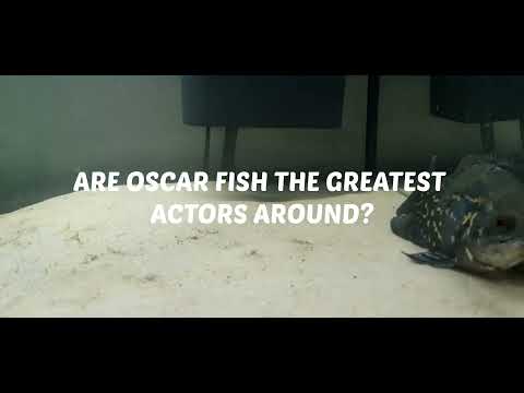 ARE OSCAR CICHLID FISH THE GREATEST ACTORS AROUND? THANKS FOR TUNING IN!!! 

HIT THAT LIKE AND SUBSCRIBE BUTTON AND SHARE YOUR COMMENTS!!

** HELP US G