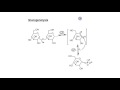 Glycogen Metabolism and Functions