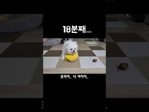 18분째저러고있다포메라니안#shorts #dogshorts #cutedog #pomeranian #아기강아지 #puppy #funny #강아지일상 #dog #포메성격 #귀여운강아지