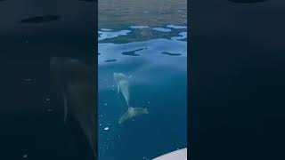 📌 Bambini che vedono per la prima volta i delfini liberi 😍 Sardegna World