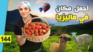 أبرد مكان في ماليزيا 😱 تجربة ساحرة في Cameron Highlands مع الأسعار!
