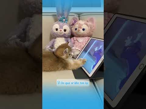 Mẹo dùng sprite cứu mèo khi bị ngộ độc #shorts  #mèo #cat