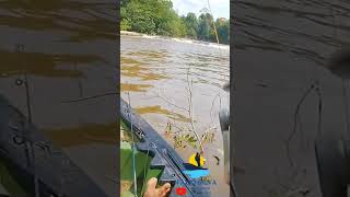 pela tomada de linha qual peixe é? #fishing #peixesamazonicos #mazonia #pescaria #mazonia #pirarara
